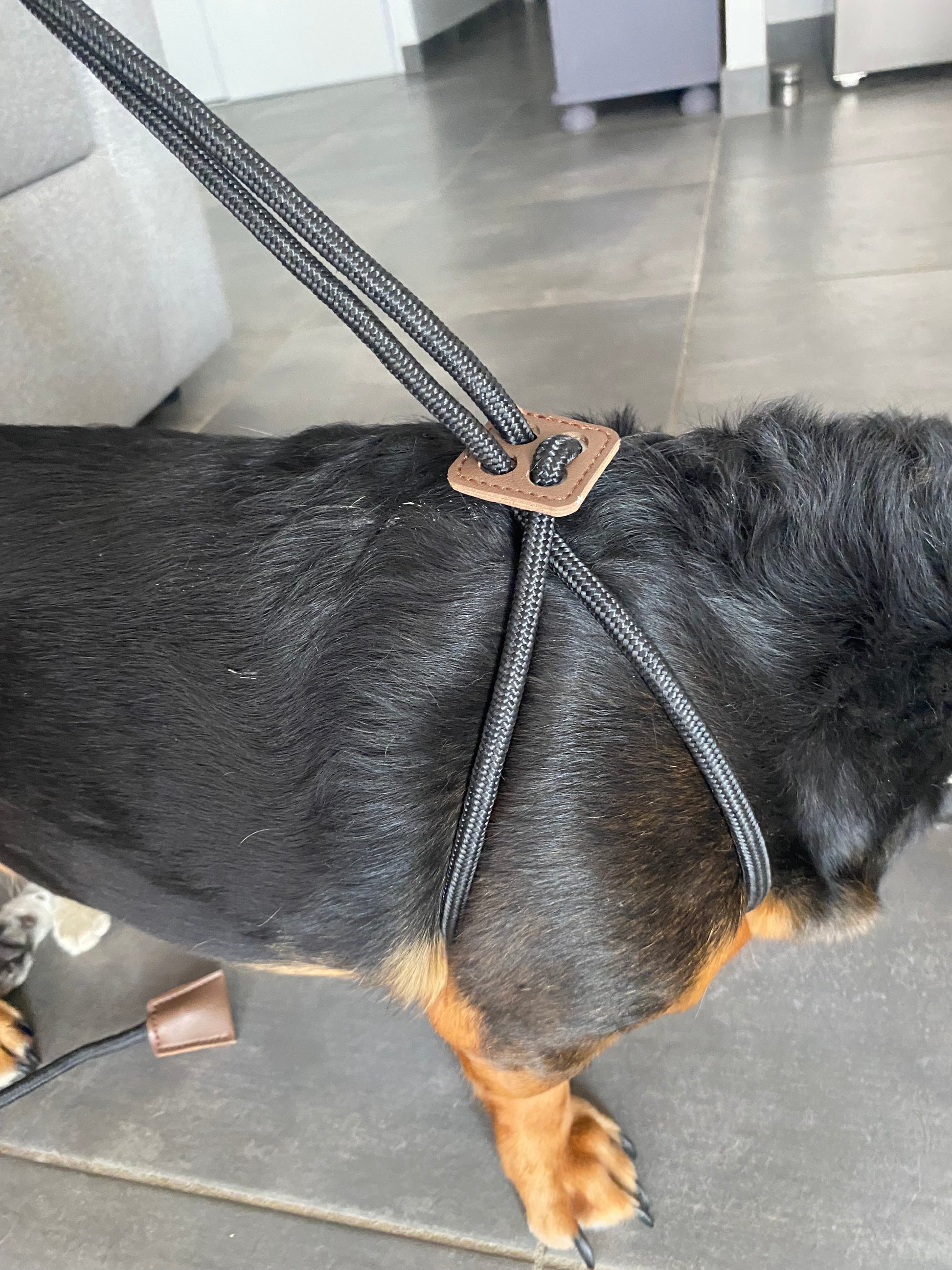 🐕🦺 Offrez à votre compagnon une promenade confortable et sécurisée grâce à ce harnais en nylon réglable avec laisse intégrée de 1,52 m. Solide, pratique et doux pour la peau, il s’adapte à toutes les morphologies.
