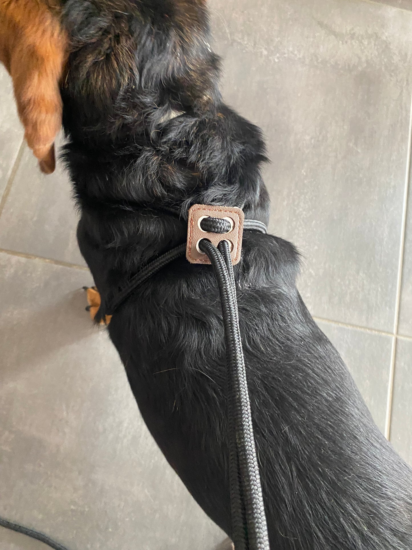 🐕🦺 Offrez à votre compagnon une promenade confortable et sécurisée grâce à ce harnais en nylon réglable avec laisse intégrée de 1,52 m. Solide, pratique et doux pour la peau, il s’adapte à toutes les morphologies.
