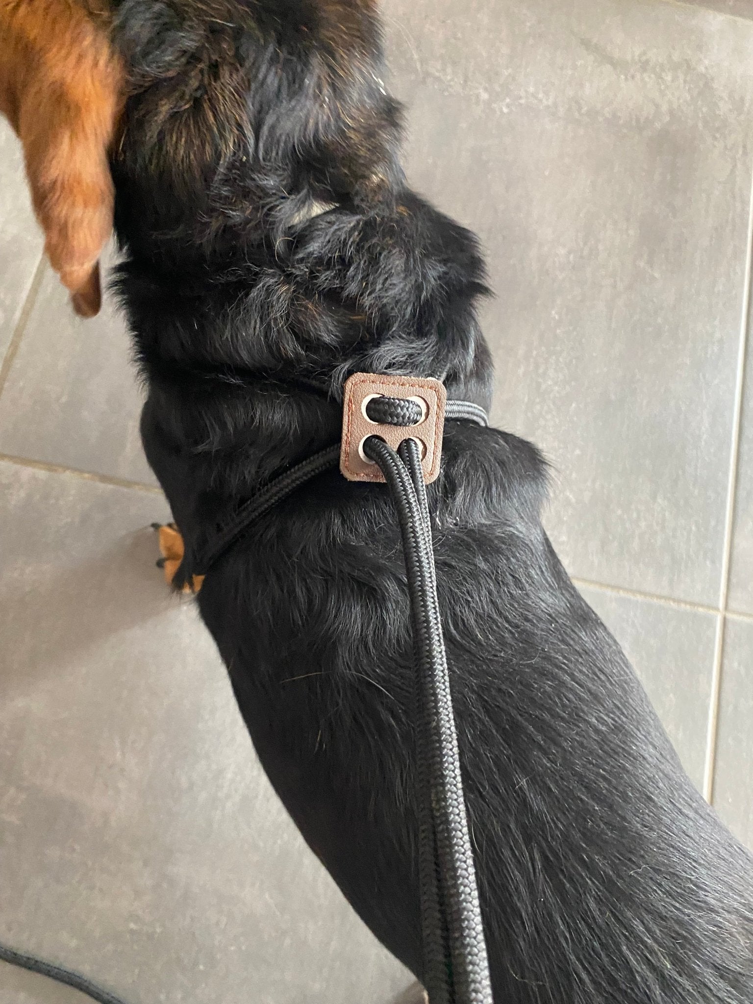 Harnais chien éco-responsable réglable toutes morphologies
