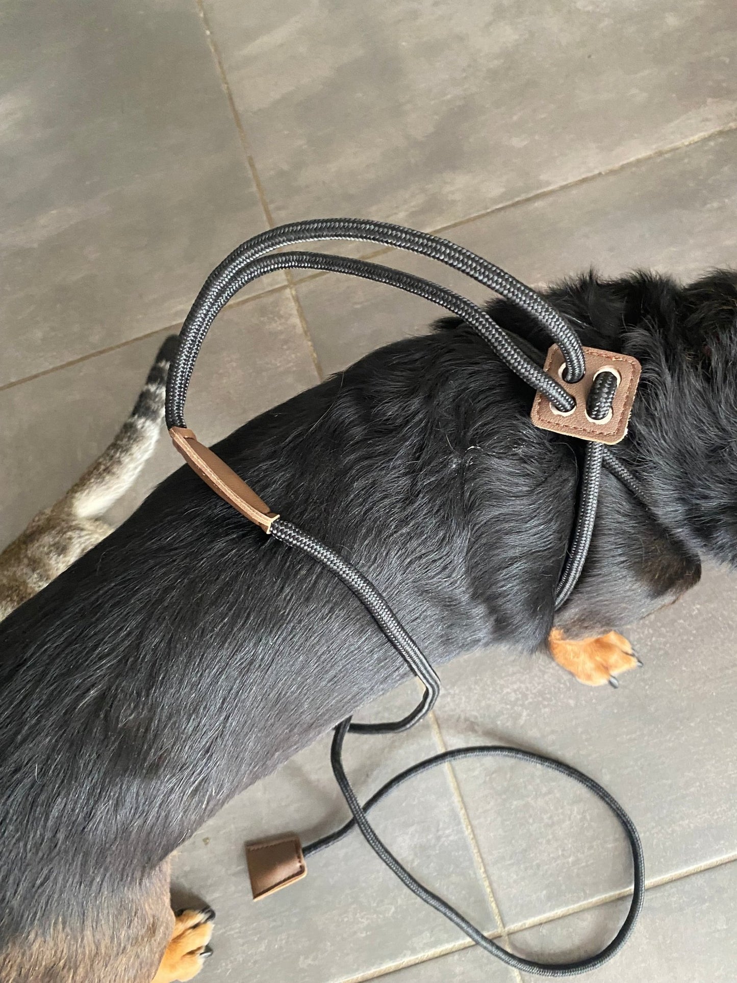 Laisse intégrée au harnais chien nylon solide et pratique
